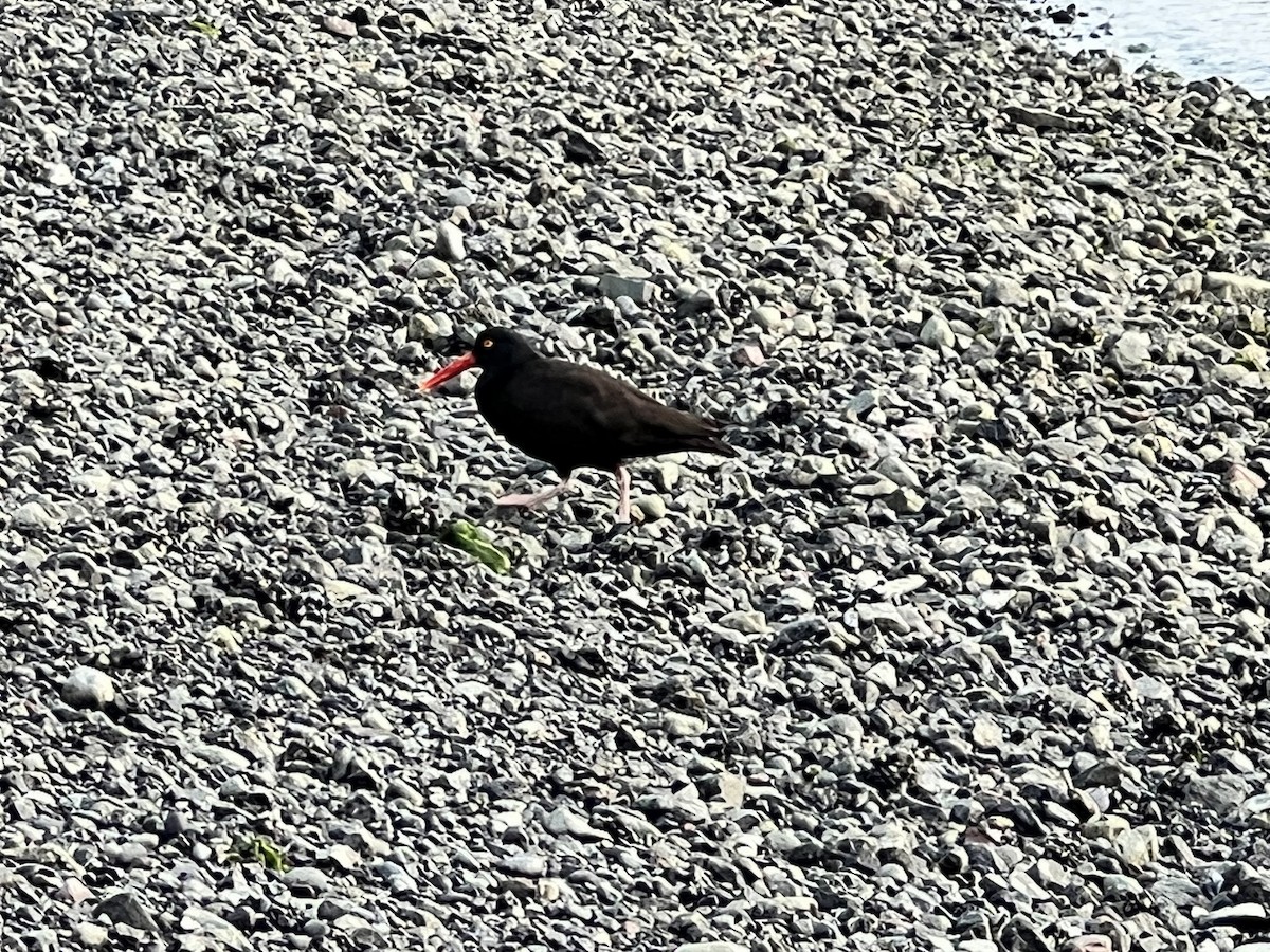 Black Oystercatcher - ML470671511