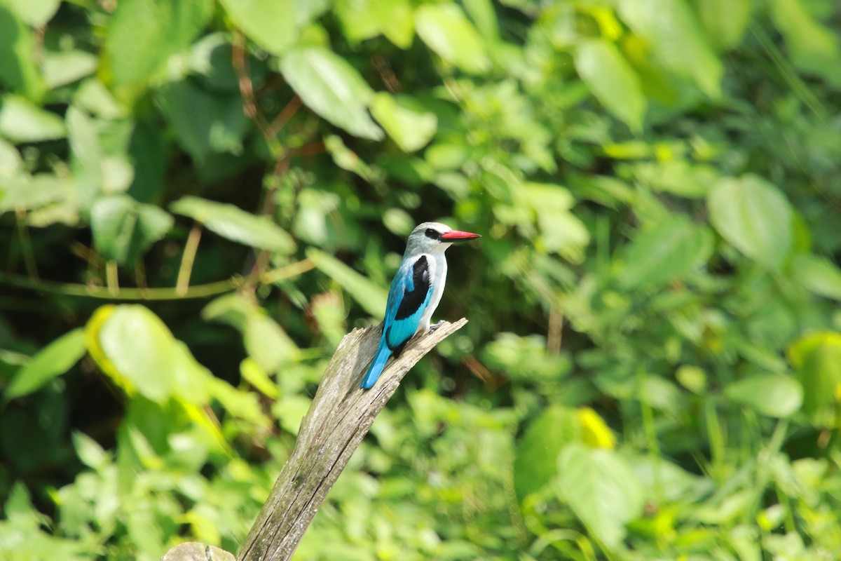 Woodland Kingfisher - Krist Crommen