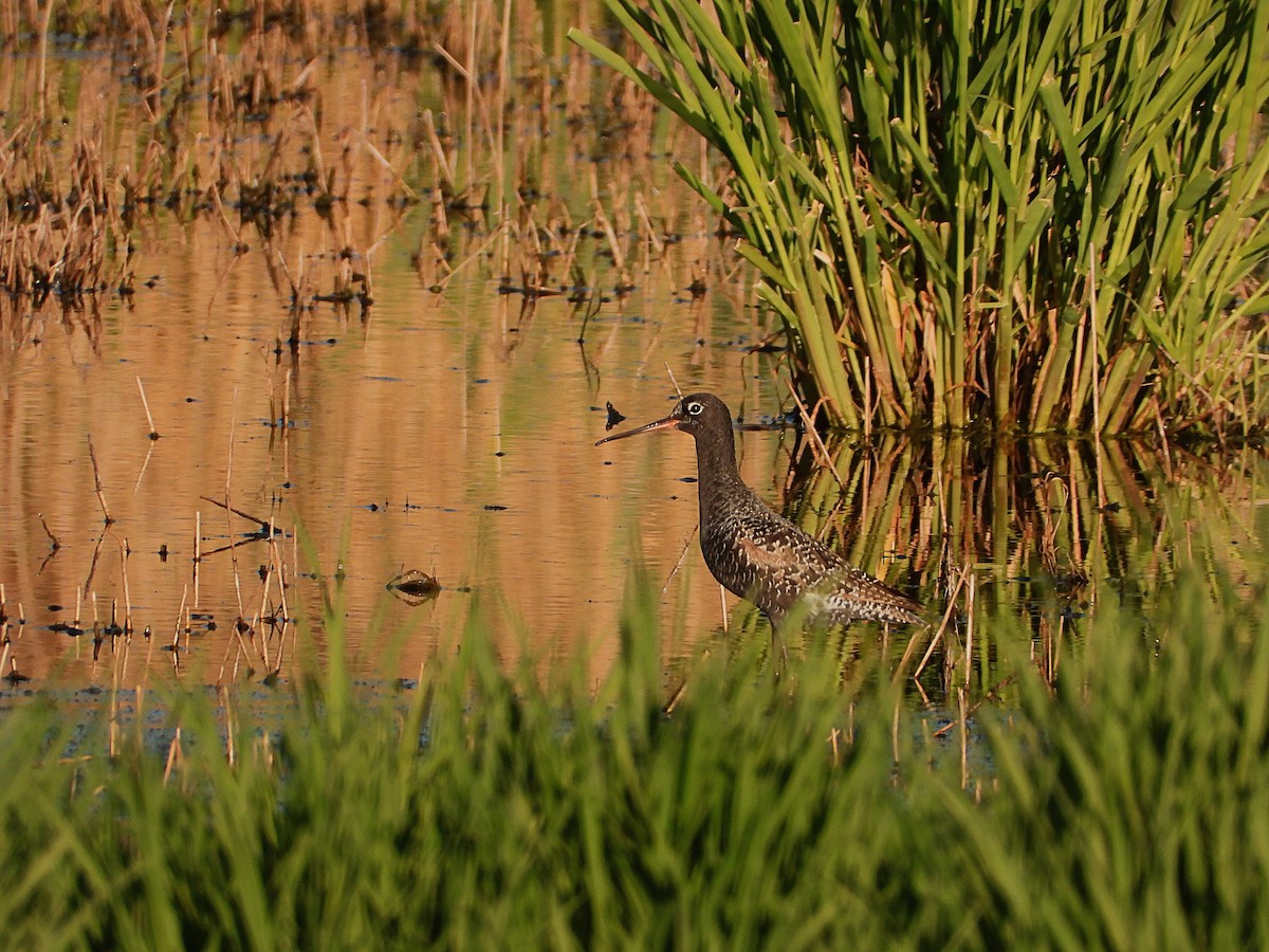 Spotted Redshank - ML470671711