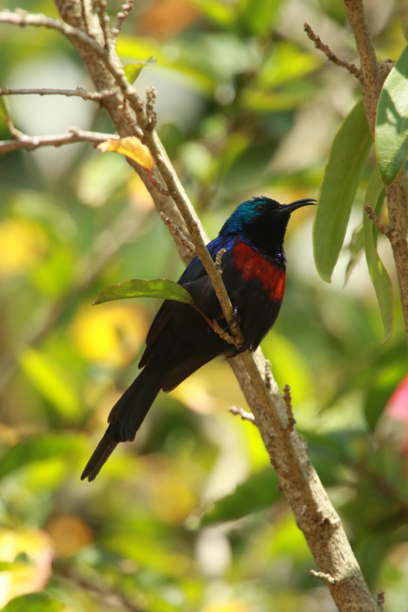 Red-chested Sunbird - ML470671721