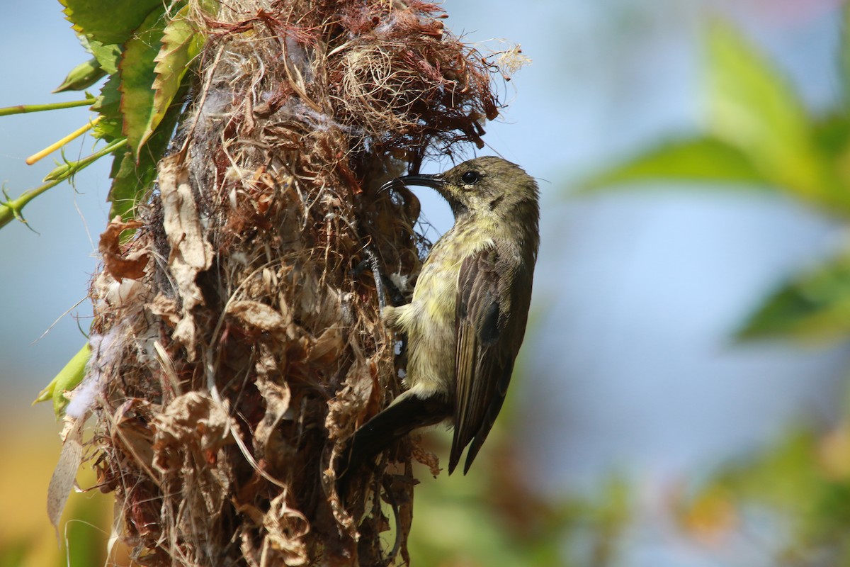 Red-chested Sunbird - ML470671831