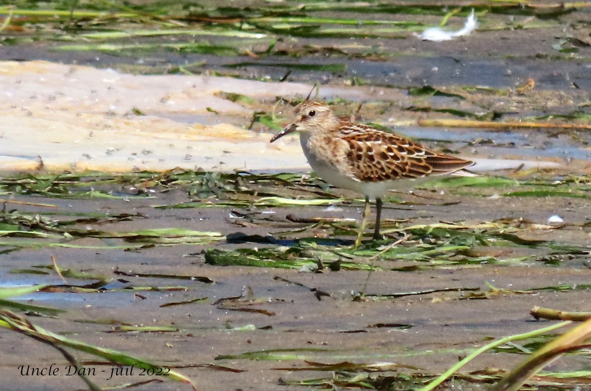 pygmésnipe - ML470672351