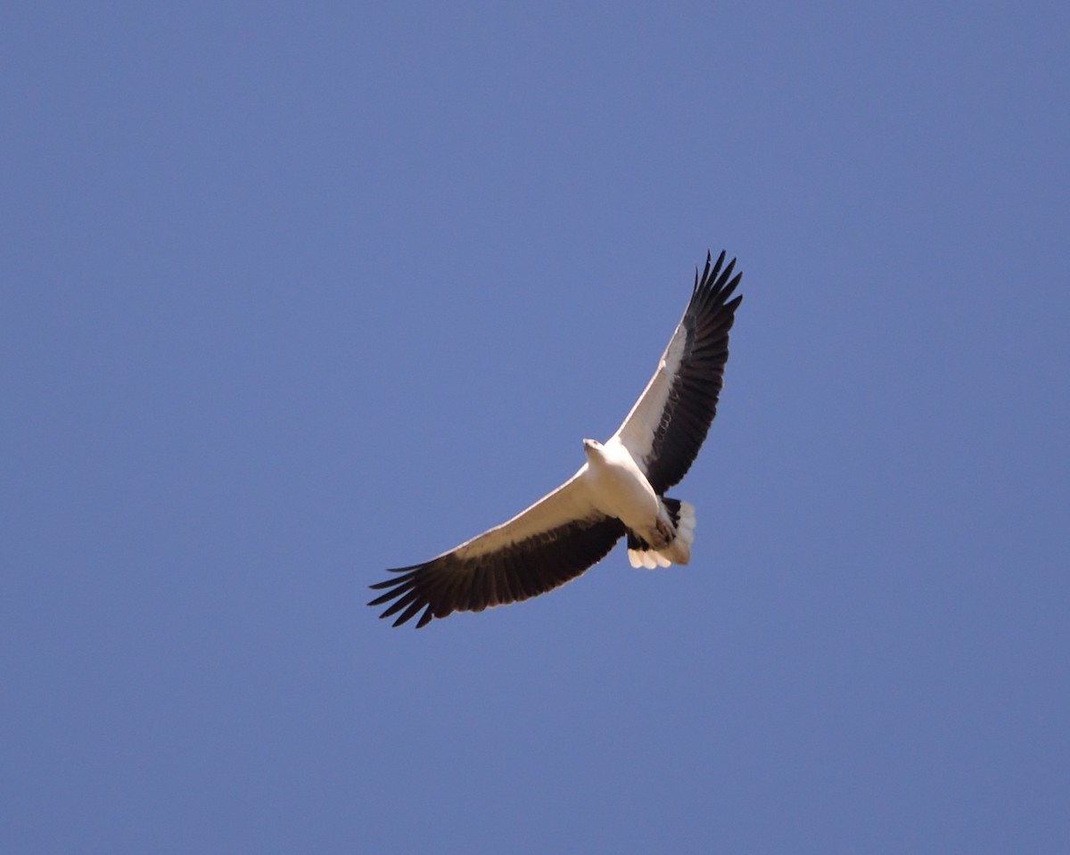 White-bellied Sea-Eagle - ML470672951