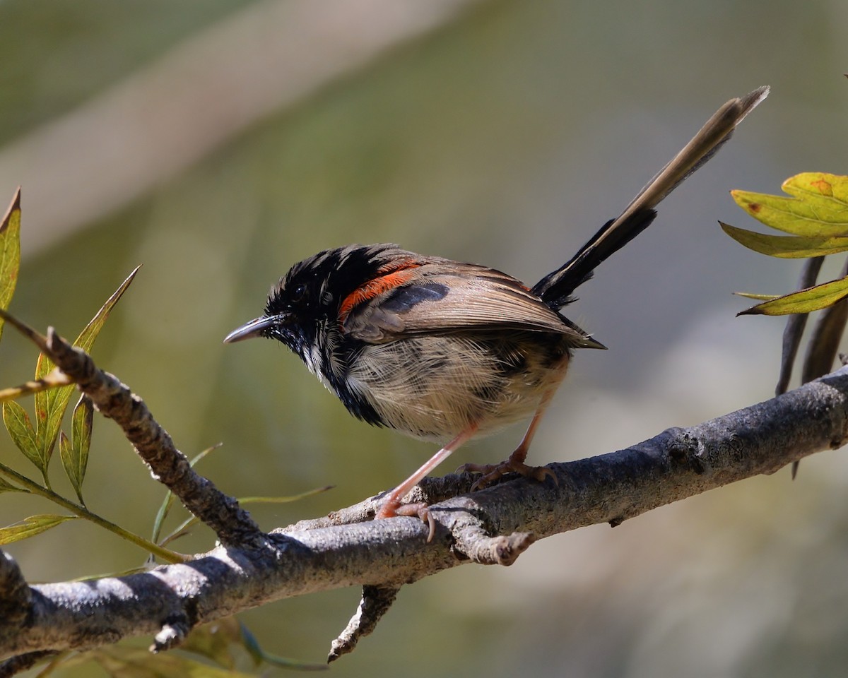 Red-backed Fairywren - ML470672961
