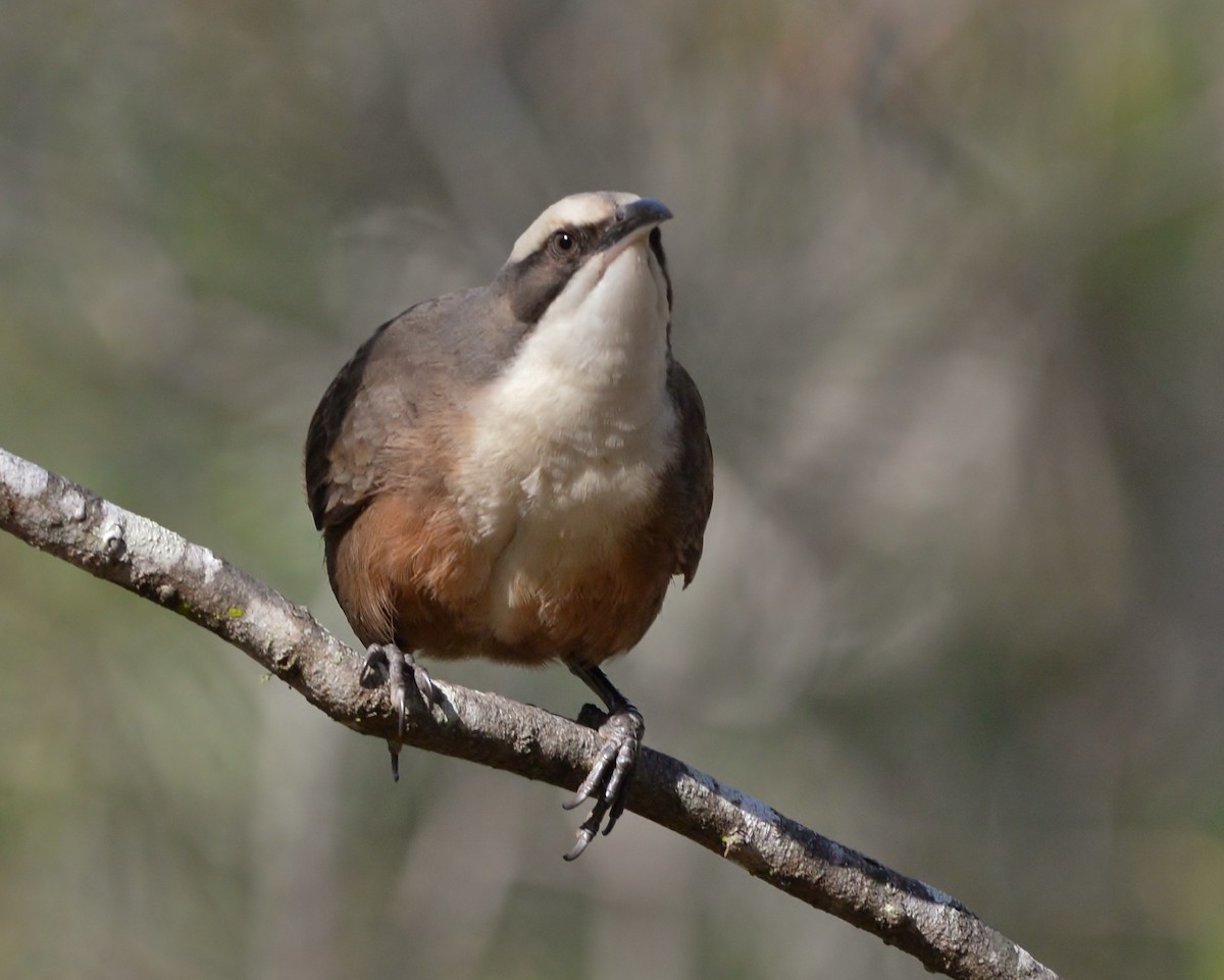 Gray-crowned Babbler - ML470672971