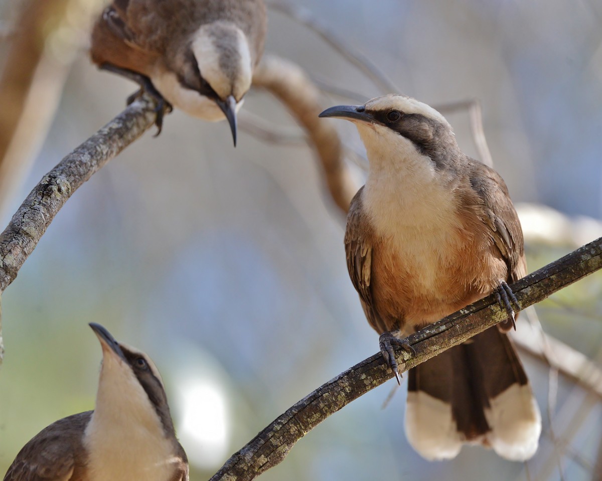 Gray-crowned Babbler - ML470672981