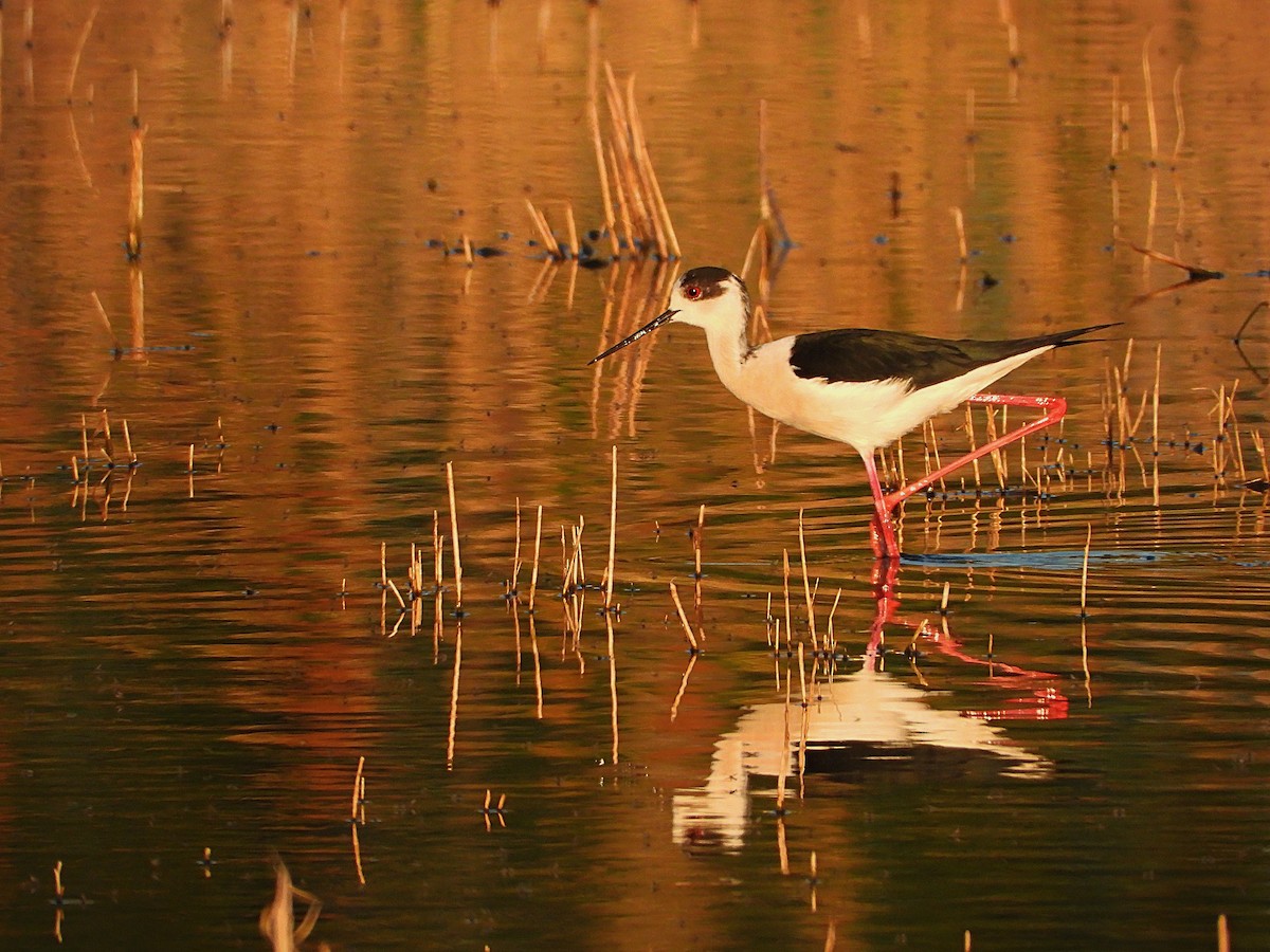 Black-winged Stilt - ML470674881