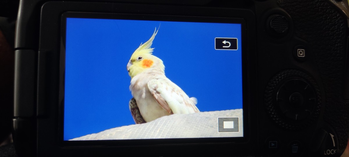 Cockatiel (Domestic type) - ML470675481