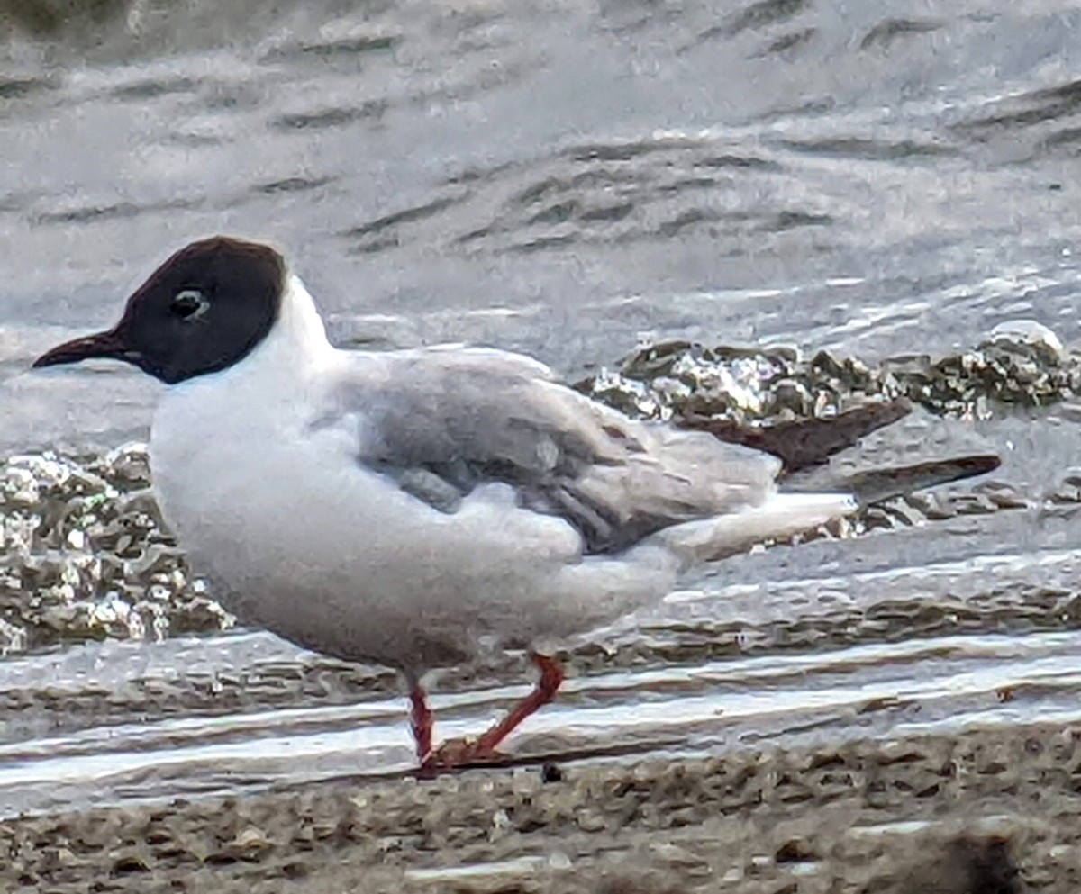 Mouette de Bonaparte - ML470675491