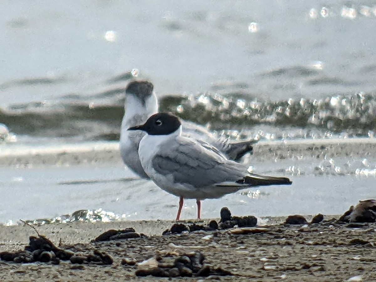 Mouette de Bonaparte - ML470675501