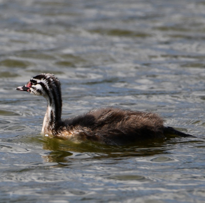 Great Crested Grebe - ML470675771