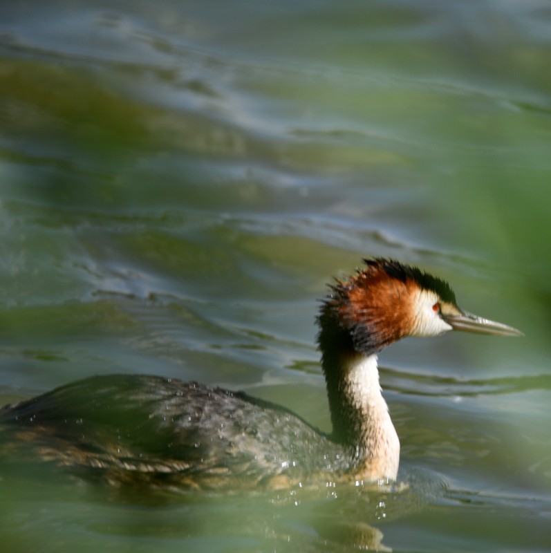 Great Crested Grebe - ML470675781