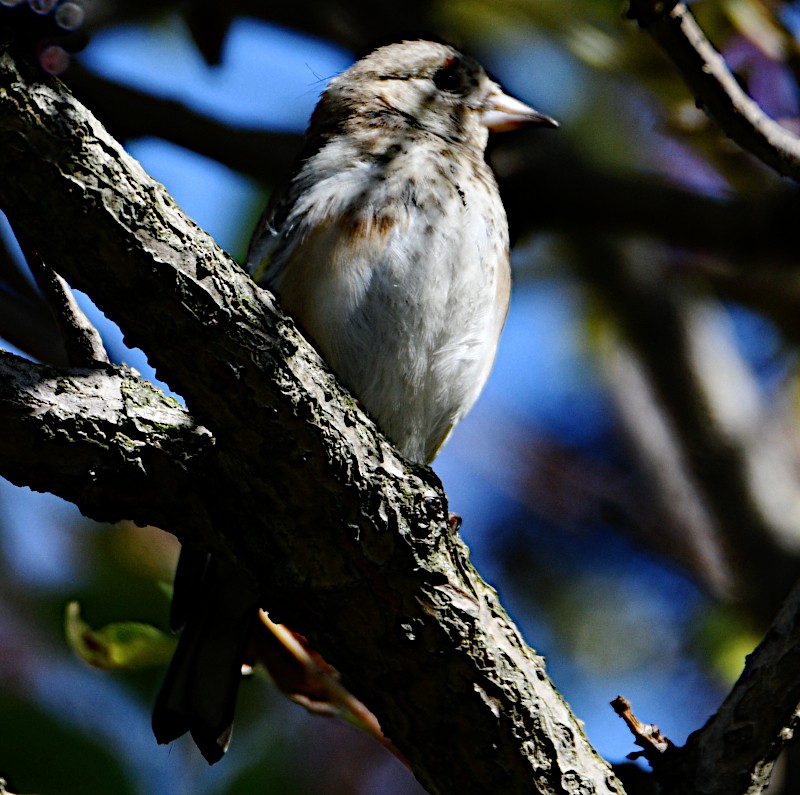 European Goldfinch - ML470675821