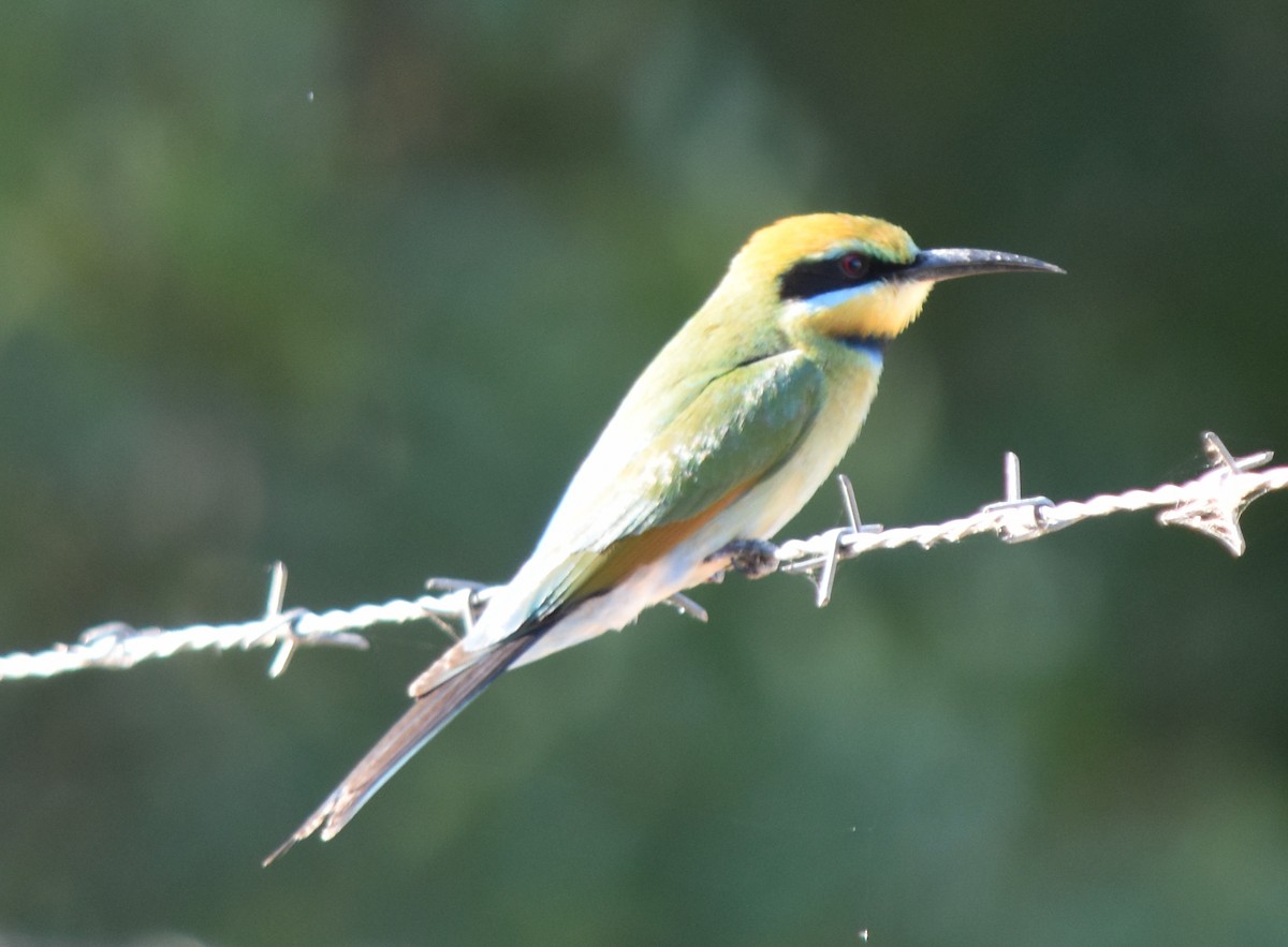 Rainbow Bee-eater - Murray DELAHOY