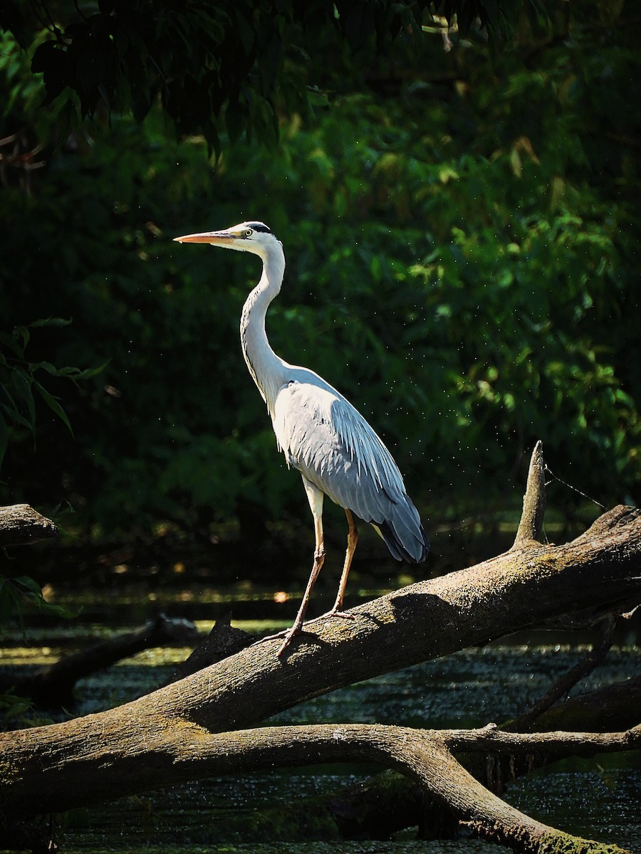 Gray Heron - ML470679331