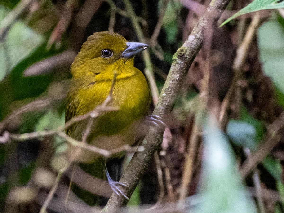 Carmiol's Tanager - Brian Carruthers