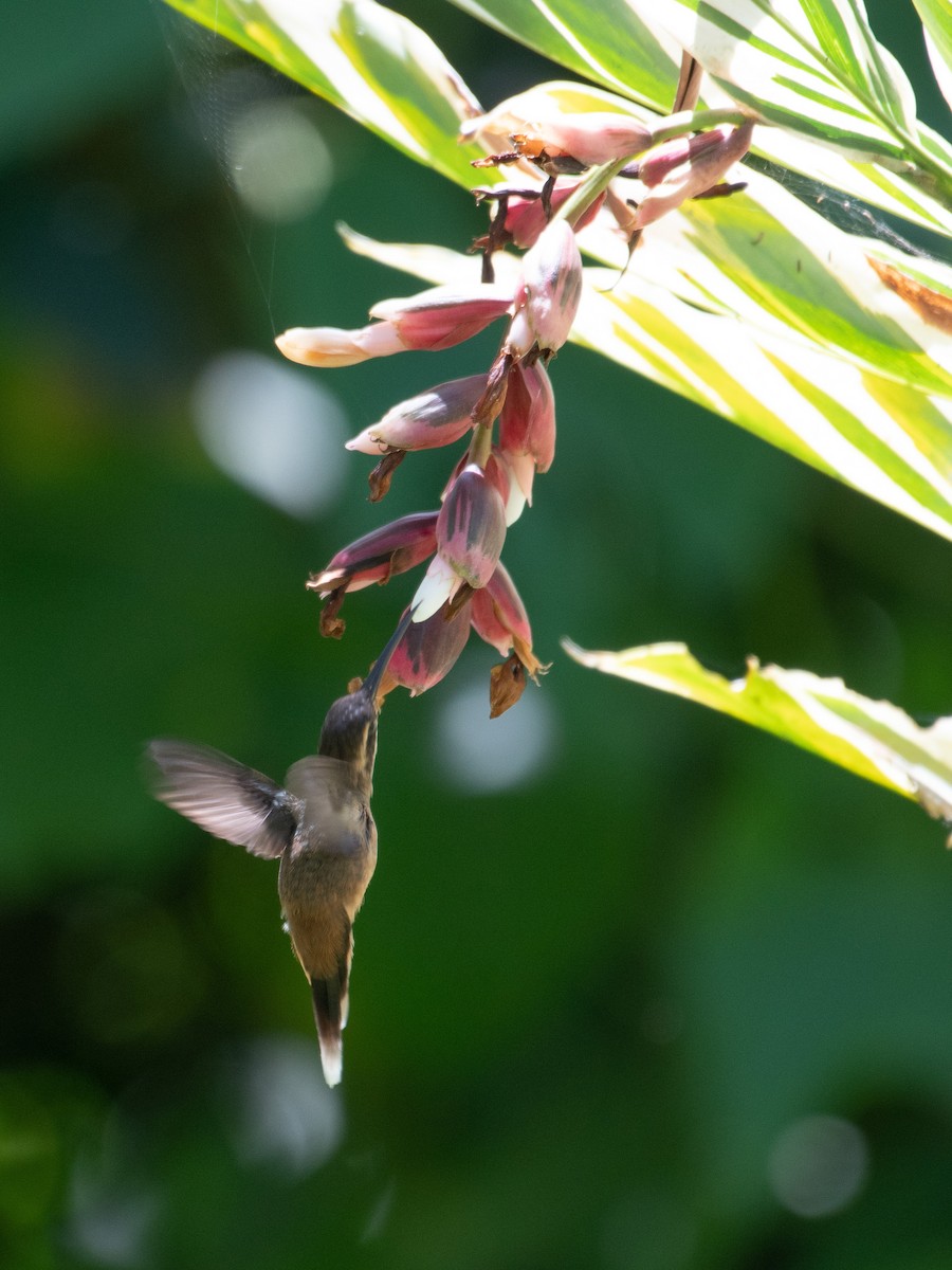 kolibřík proužkohrdlý - ML470679801