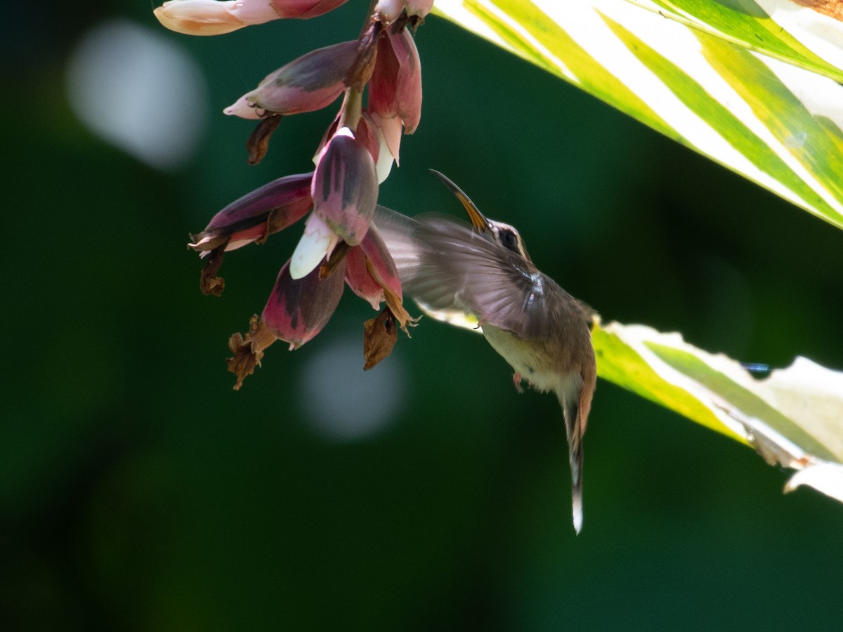 Пестрогорлый колибри-отшельник - ML470679811