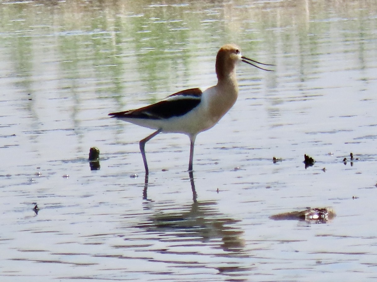 Avocette d'Amérique - ML470680441