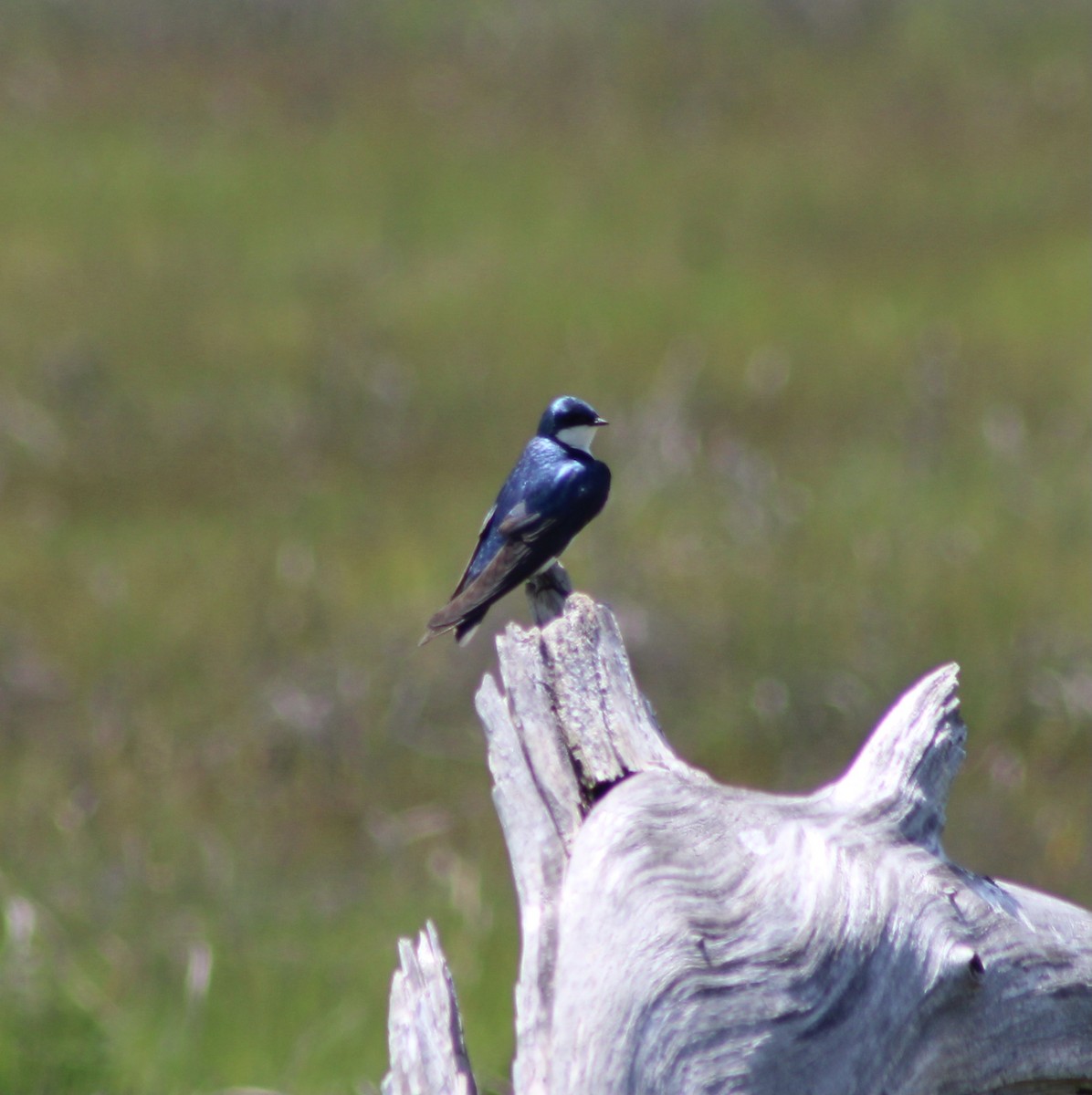 Golondrina Bicolor - ML470680791