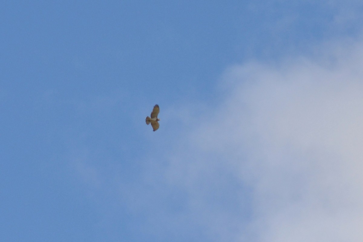 Short-toed Snake-Eagle - Paulo  Roncon