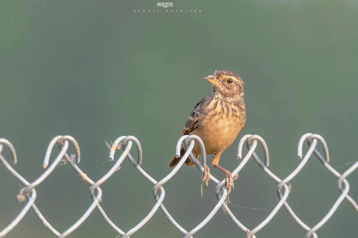 Bengal Bushlark - ML470683821