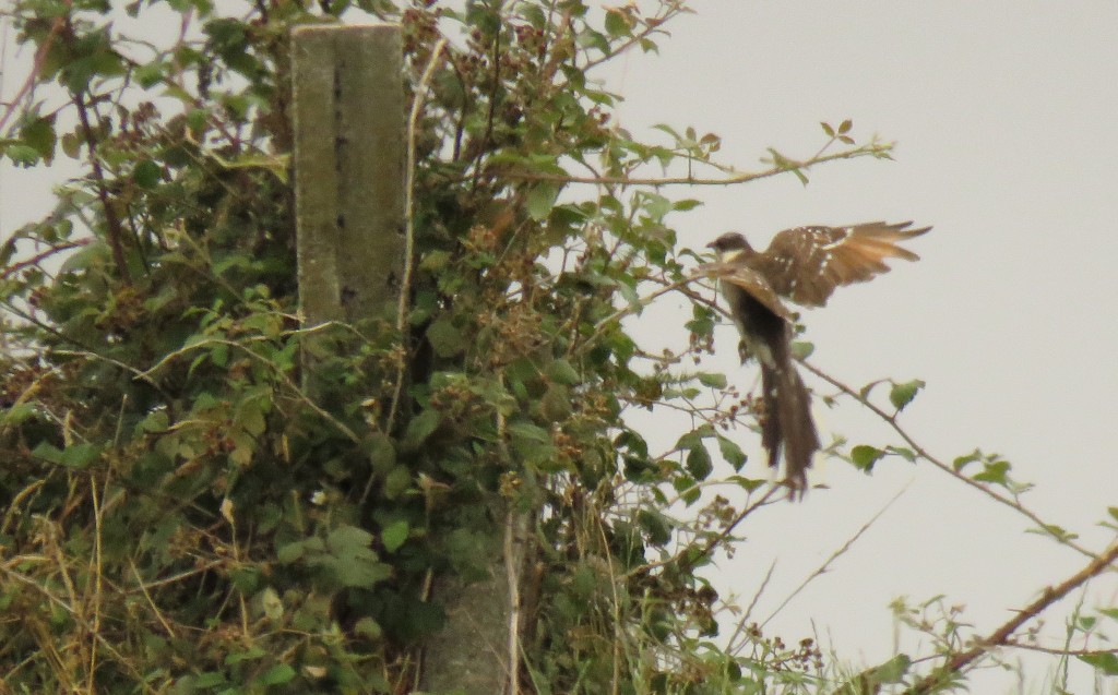 Great Spotted Cuckoo - ML470684791