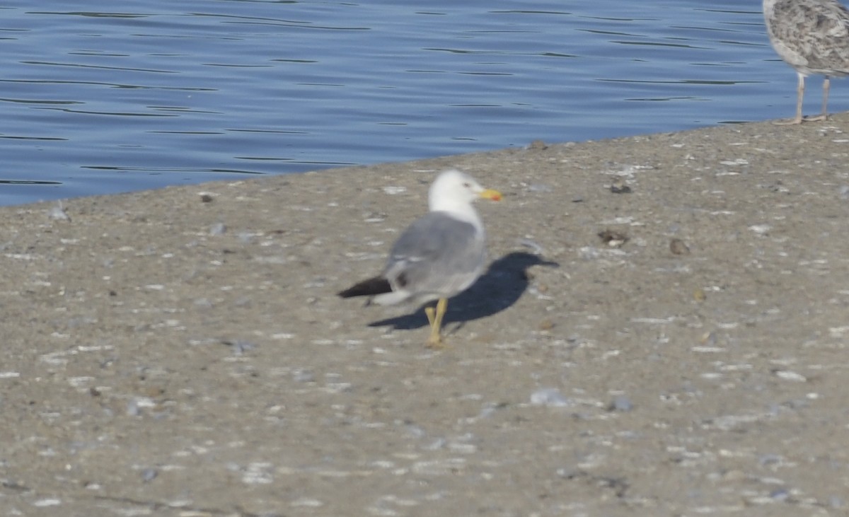 Yellow-legged Gull - ML470685001