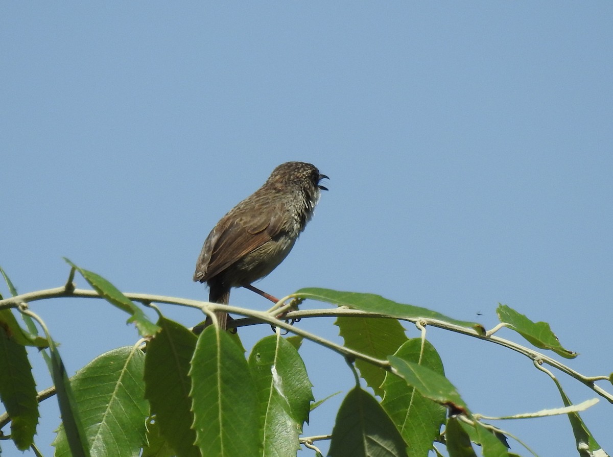 Prinia crinigère - ML470685341