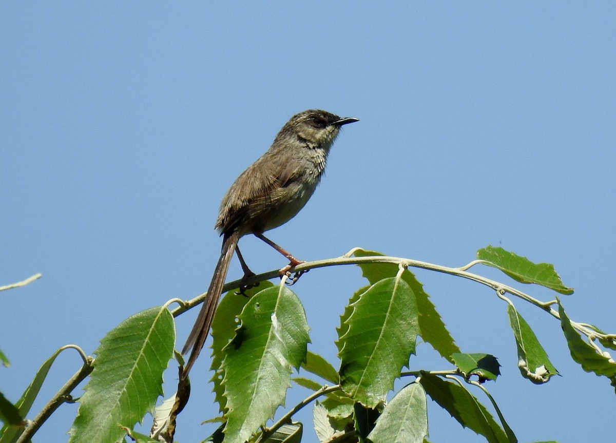 Prinia crinigère - ML470685351