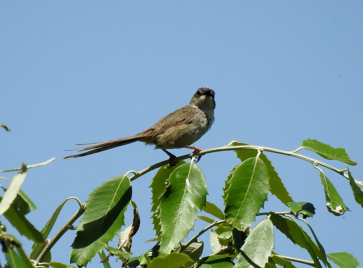 Prinia crinigère - ML470685361
