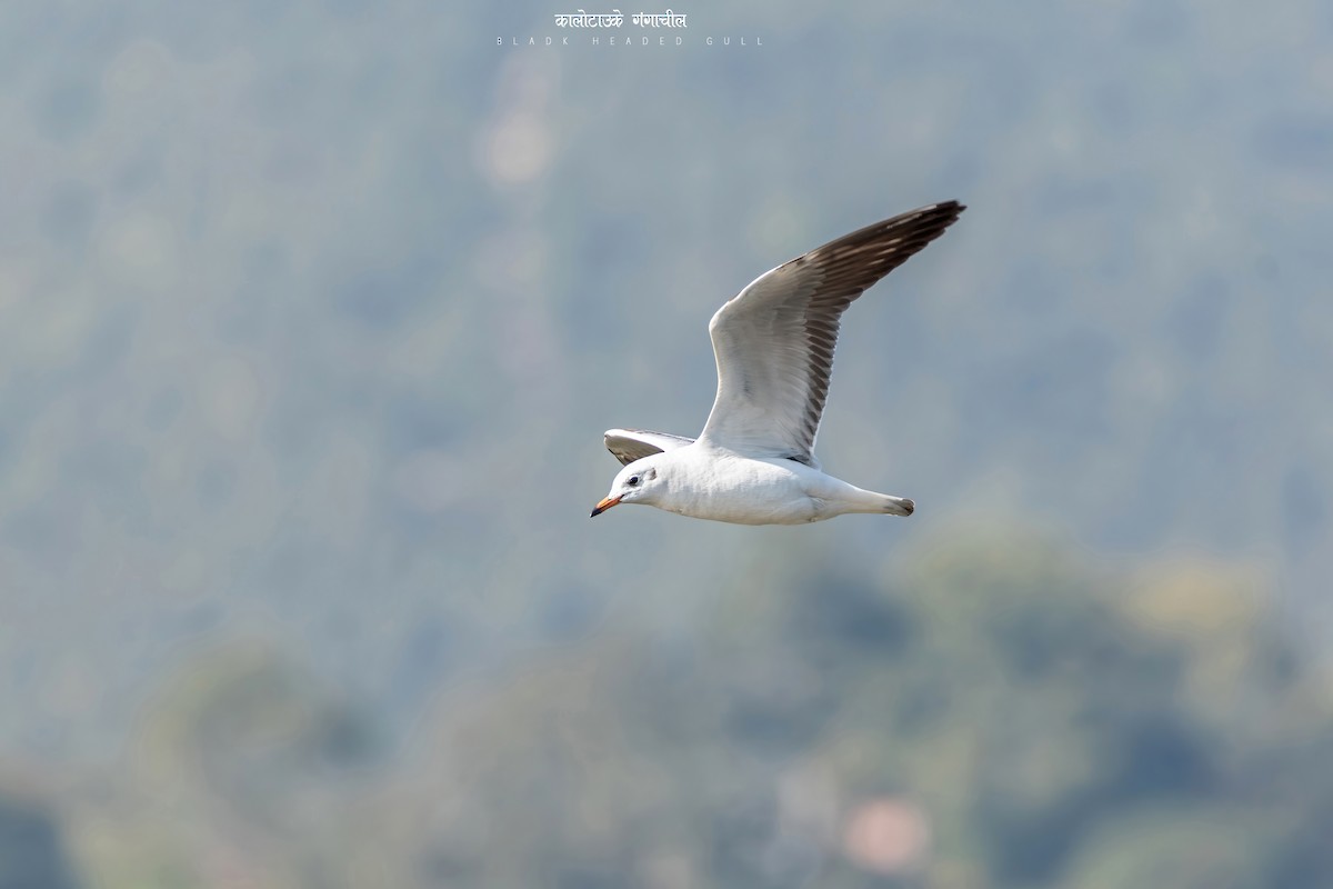 Black-headed Gull - ML470687291