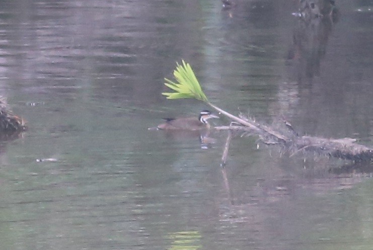 Sungrebe - Paul Bourdin