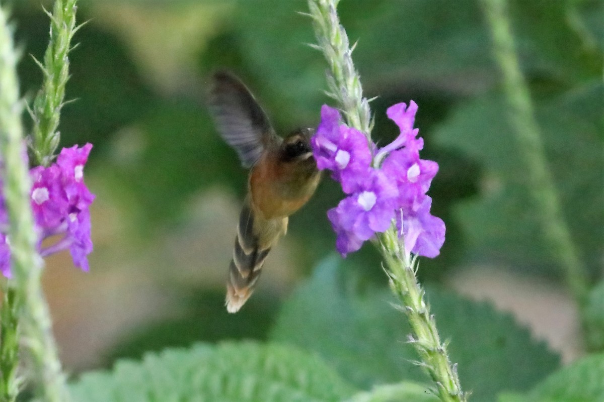 Weißbinden-Schattenkolibri - ML470689471