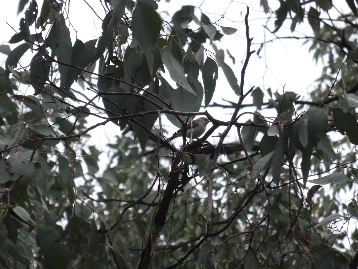 Western Gerygone - ML470690091