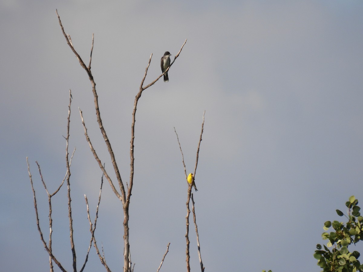 Eastern Kingbird - Tim Flight