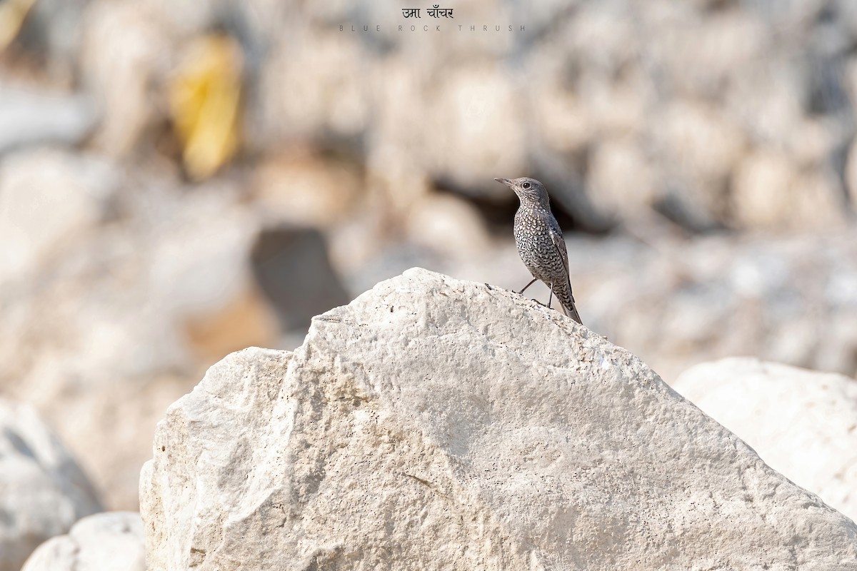 Blue Rock-Thrush - ML470692071