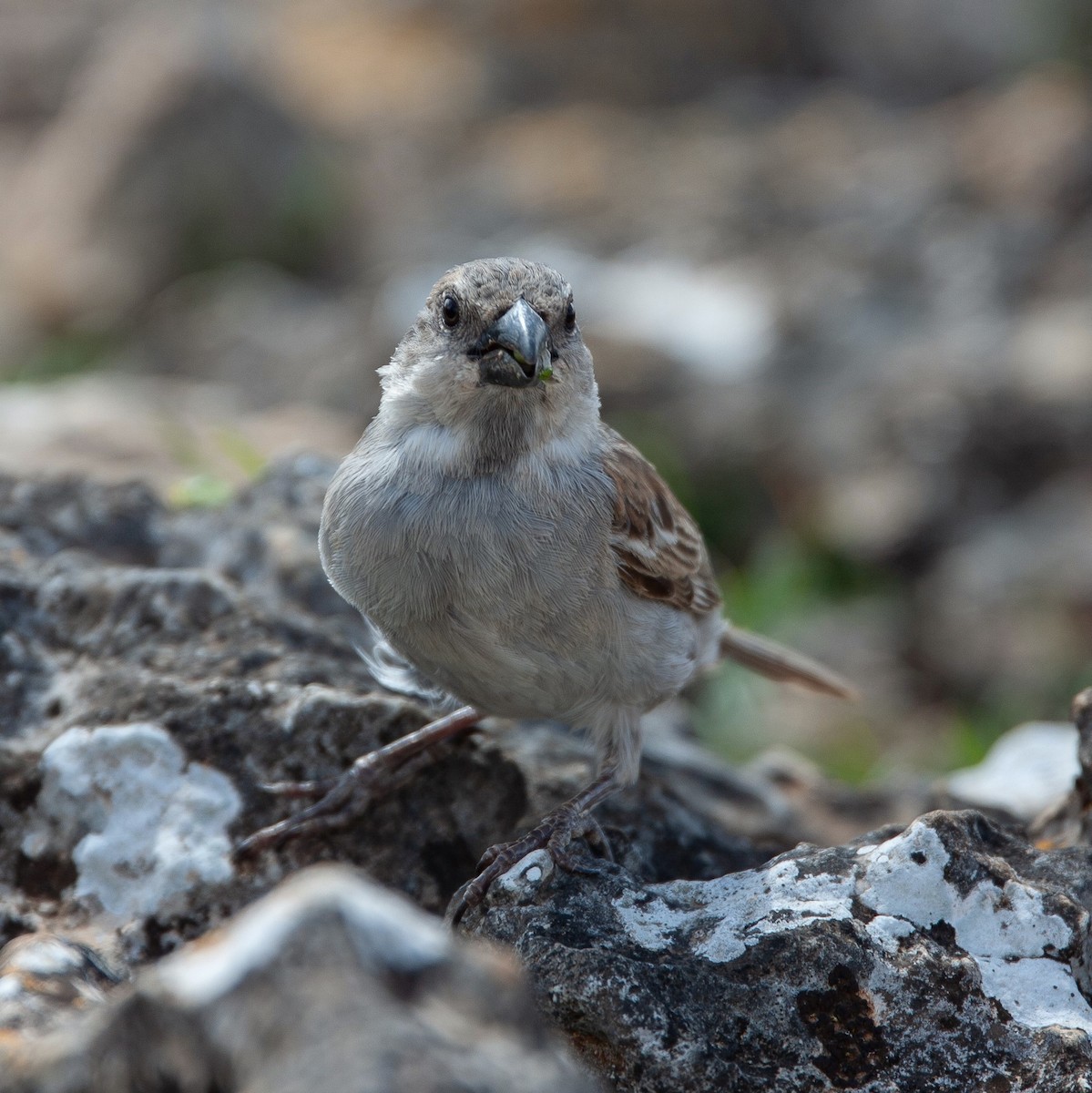 Socotra Sparrow - ML470692591