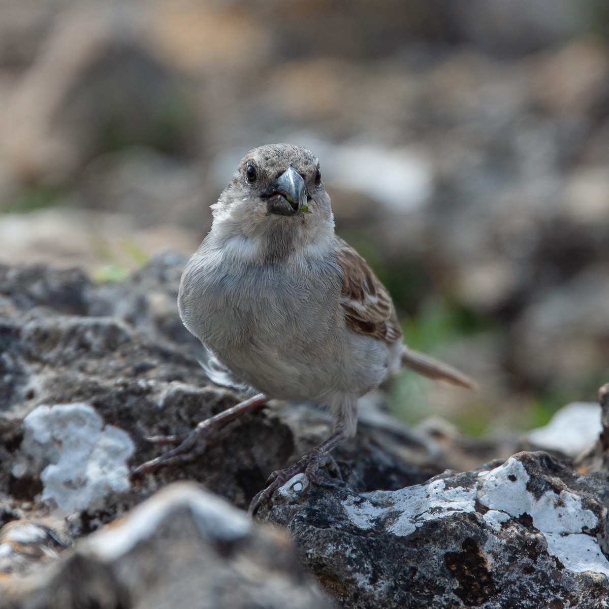 Moineau de Socotra - ML470692591