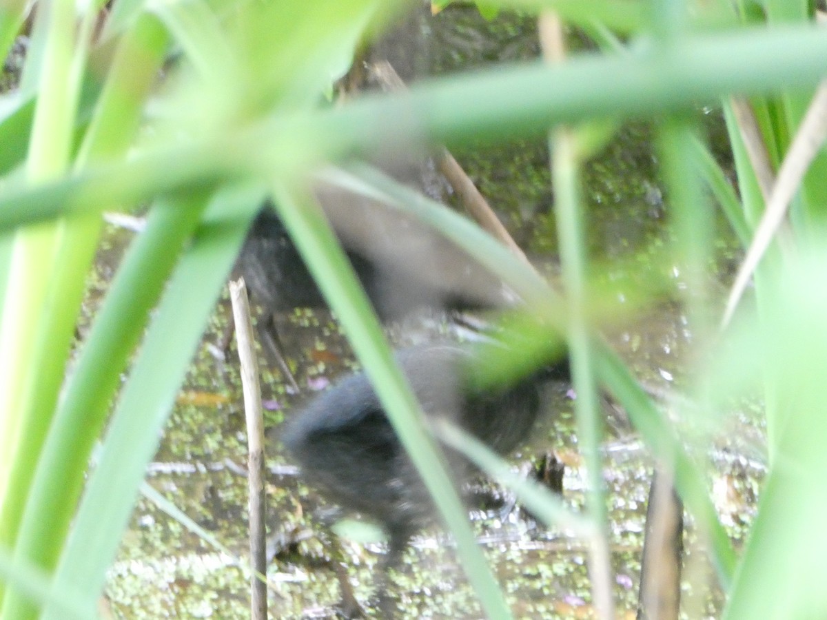 Virginia Rail - ML470692711