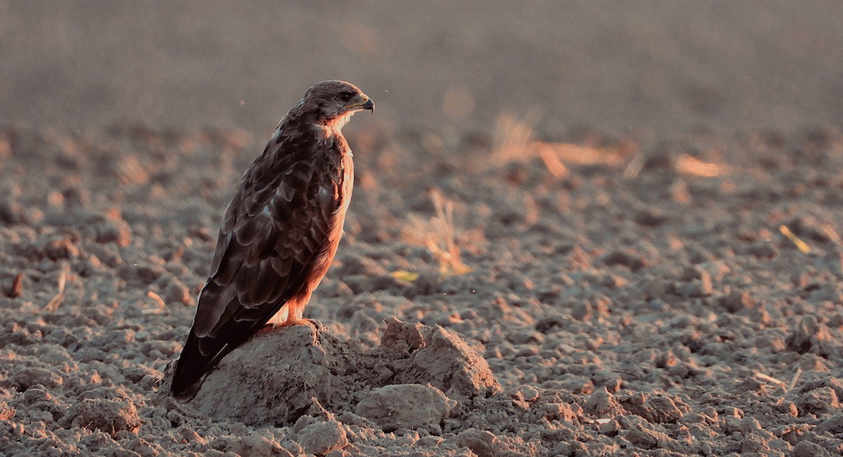 Common Buzzard - ML470695761