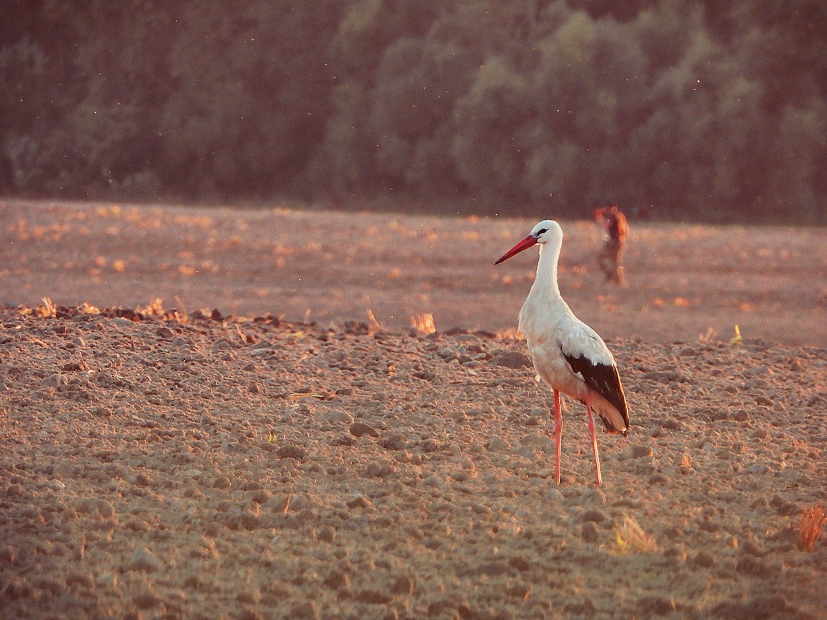 Cigogne blanche - ML470695841