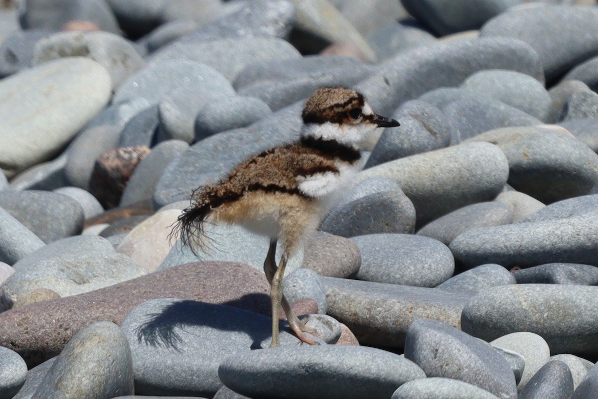 Killdeer - Richard Giles