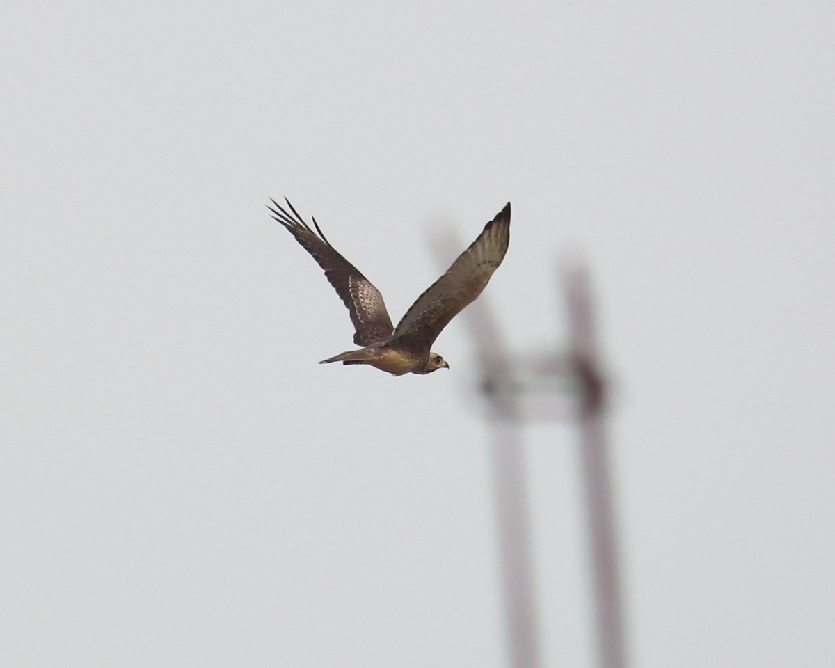 White-eyed Buzzard - ML470696071