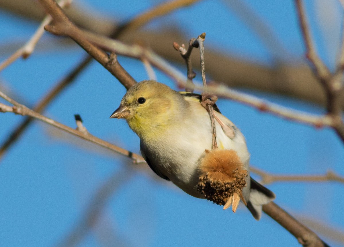 American Goldfinch - Ashley Wahlberg (Tubbs)