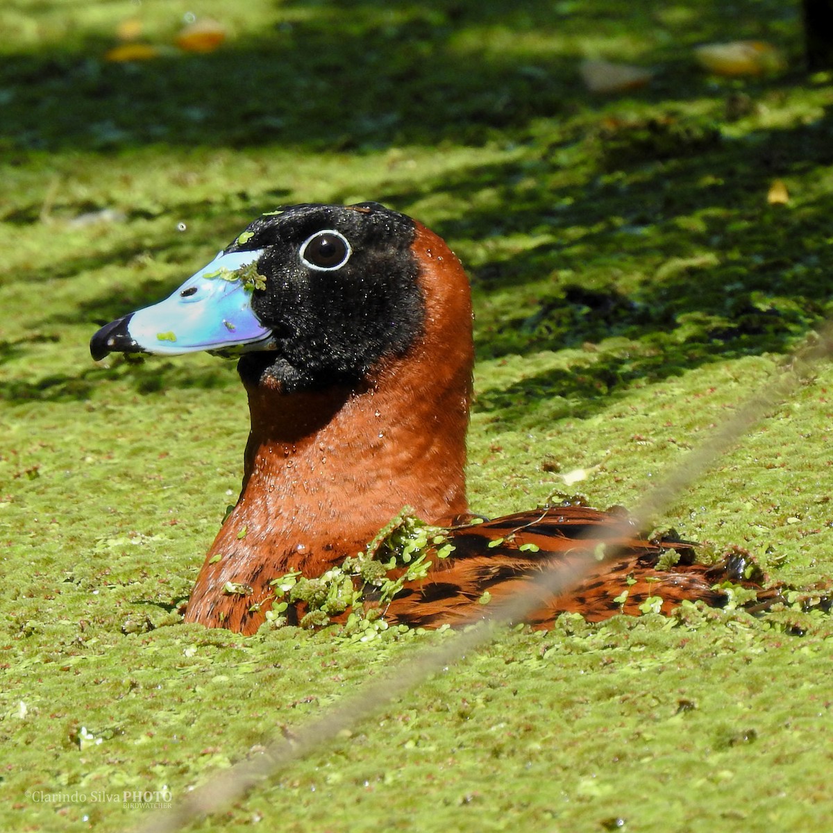 Masked Duck - ML470696961