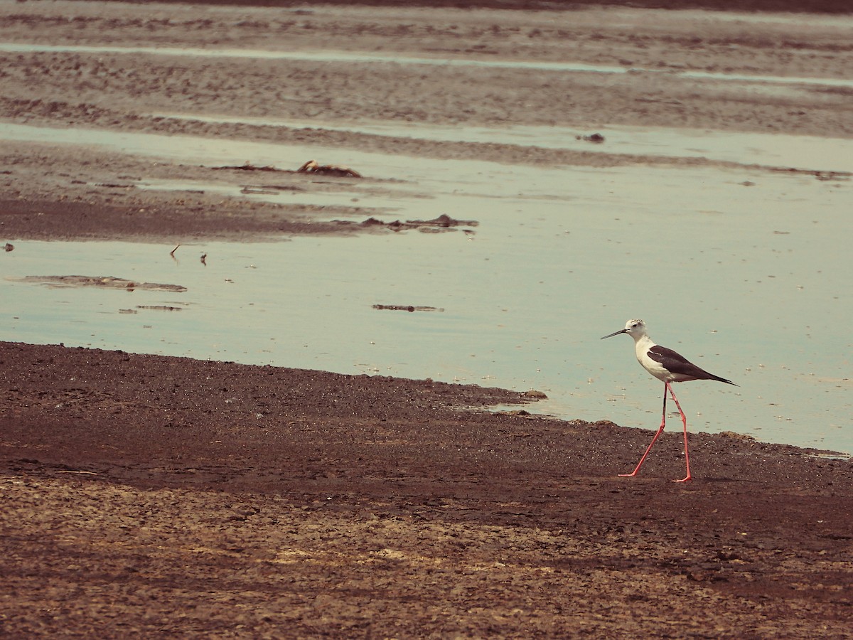 Black-winged Stilt - ML470697061