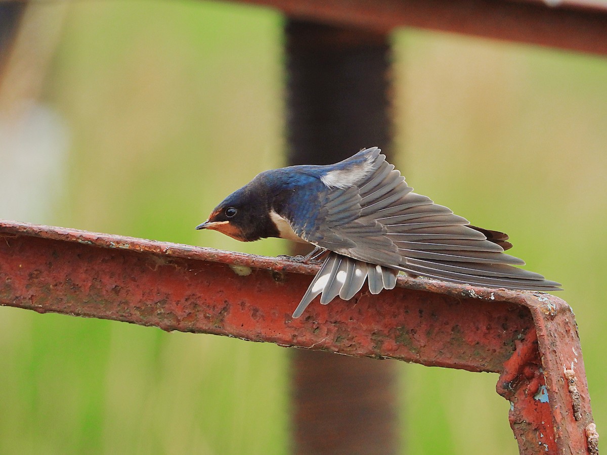Barn Swallow - Eugene Misiuk🦉