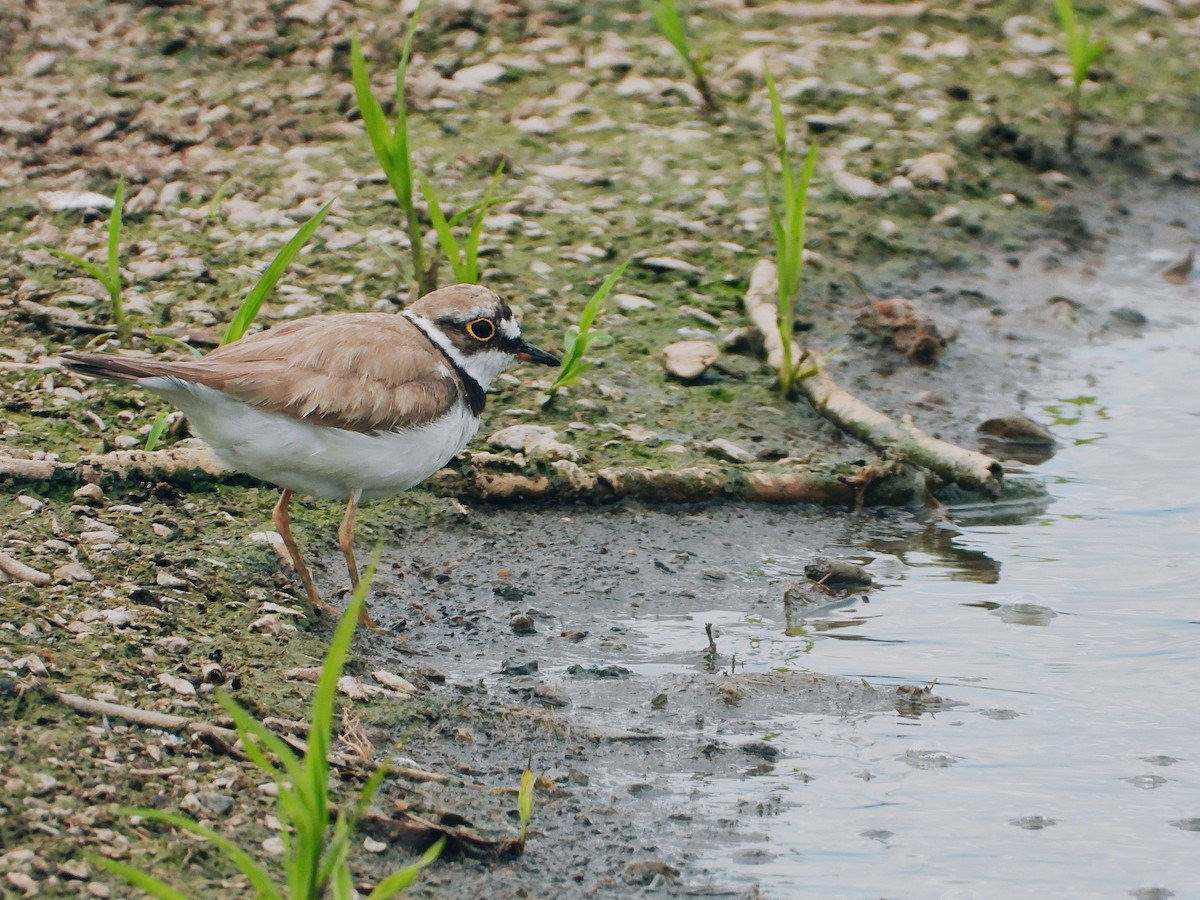 Little Ringed Plover - ML470697131