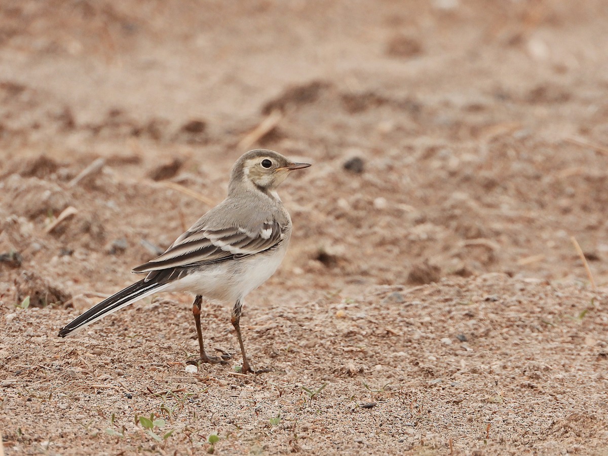 Western Yellow Wagtail - ML470697171